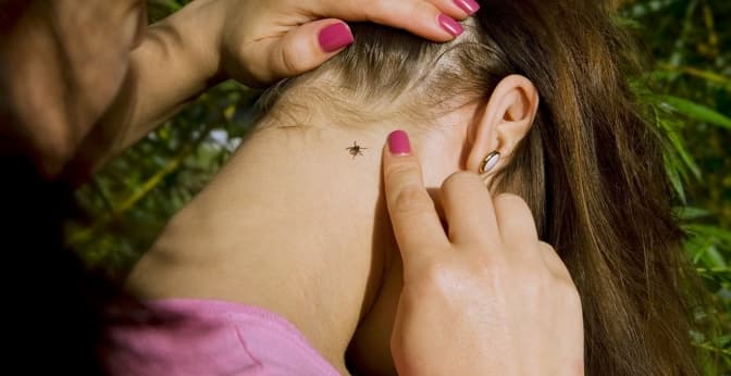 В Україні почастішали випадки укусів кліщів. Що потрібно знати