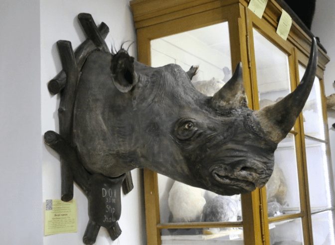 У музеї університету Франка відреставрували рідкісного 100-літнього носорога