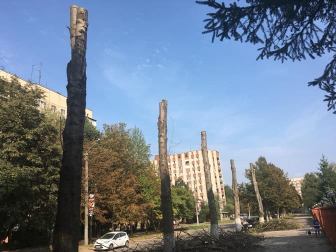 Чому обрізали дерева на вулиці Пулюя у Львові