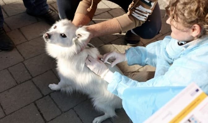 У львівському парку проведуть безкоштовну вакцинацію тварин від сказу