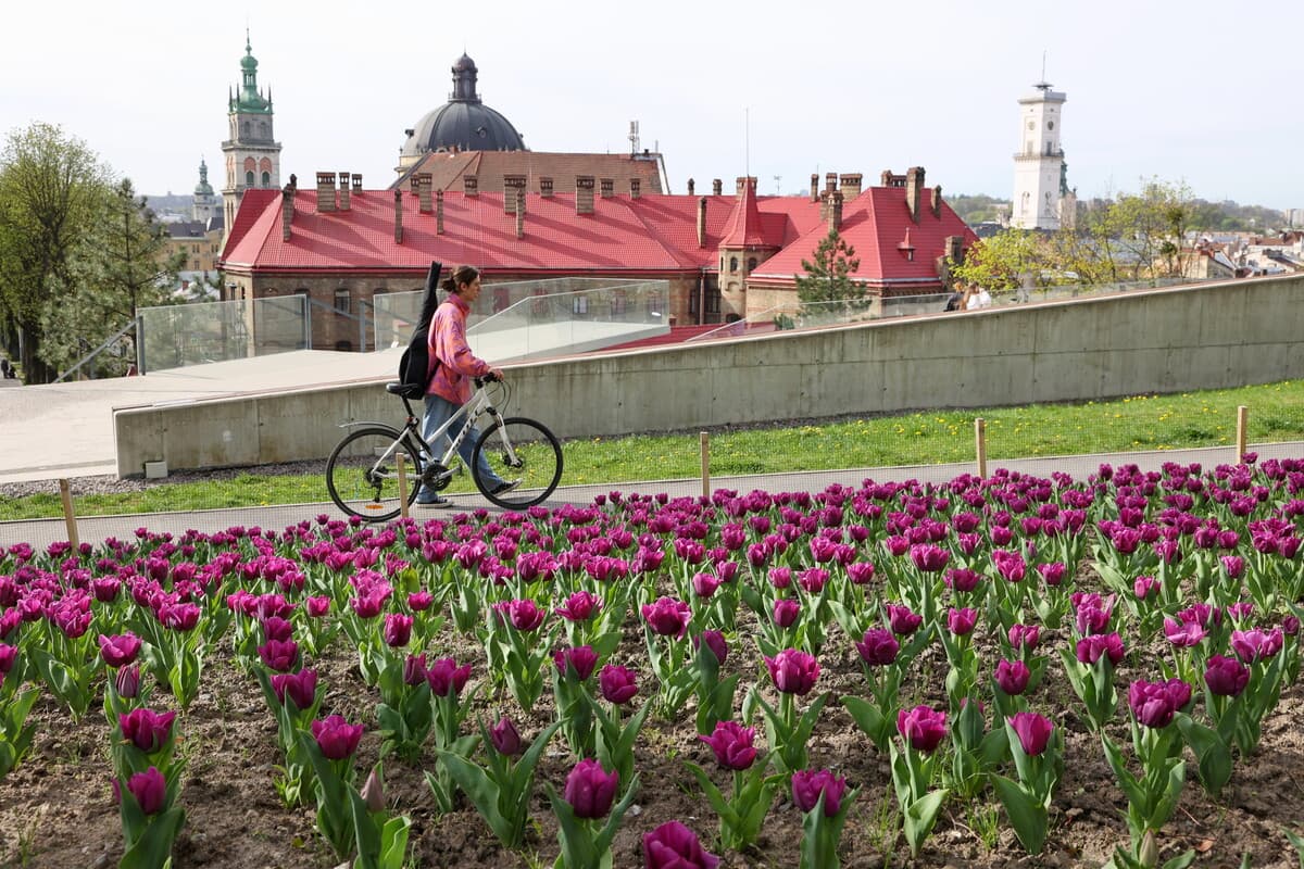 Тюльпани на Меморіалі Героїв Небесної Сотні у Львові / Фото: ЛМР