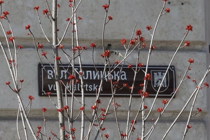 Львів'яни висадять 500 дерев у межах акції «Подаруй місту дерево»