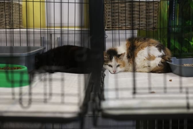 Львівські волонтери евакуювали з Херсона понад 150 котів та собак