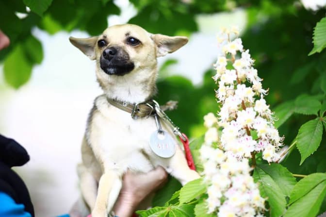 Вихованці ЛКП «Лев» шукають нових господарів. Фото