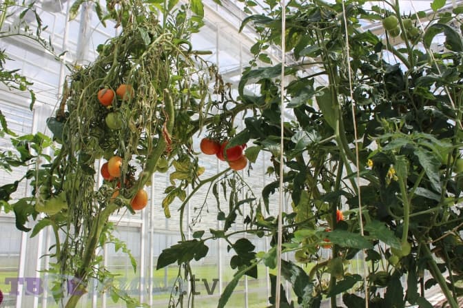 фото авторок