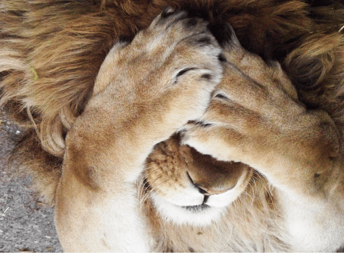 фото: blog.meta.ua