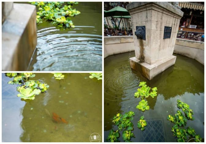 Фото з Facebook RossHelen Photographers