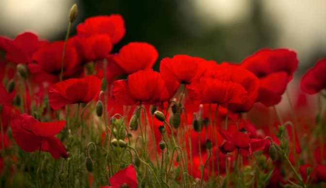 Шевченківський гай пропонує нову екскурсію про фольклор і рослини