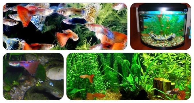 Львів’янам покажуть акваріумних риб гуппі