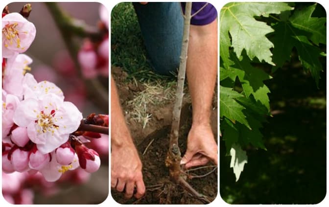 фото: uk.wikipedia.org, slovovolyni.com