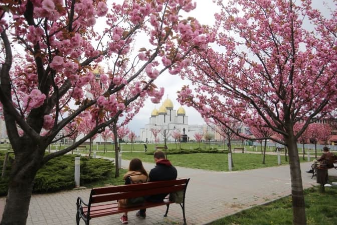Фото дня. На Сихові у Львові квітнуть сакури