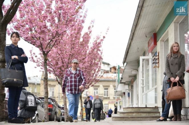 Фото дня: у Львові зацвіли сакури