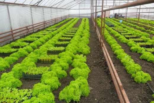 фото: megaogorod.com