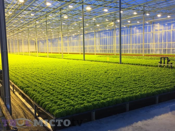 Море салатів, ліс помідорів. Як на Львівщині працює нідерландський агробізнес