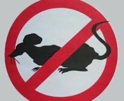 У Львові знищуватимуть щурів. Мешканців просять долучитися