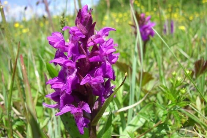 Київська обласна рада створила заказник «Орхідейні луки»