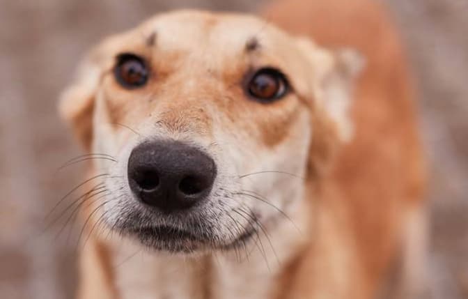 Фото: ЛКП "Лев"