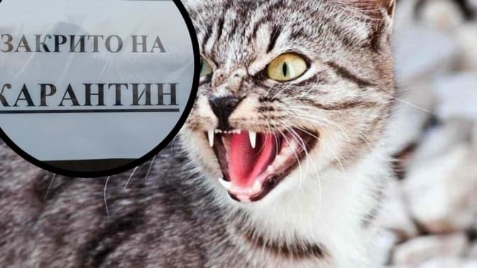 У місті на Львівщині ввели карантин через сказ