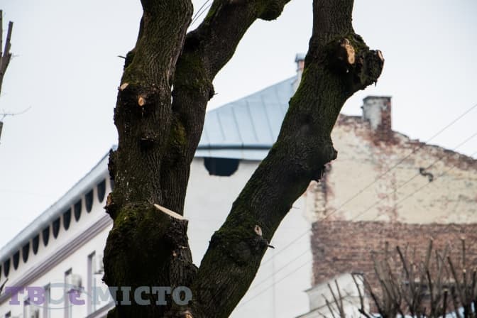 Фото: Петро Ткачишин