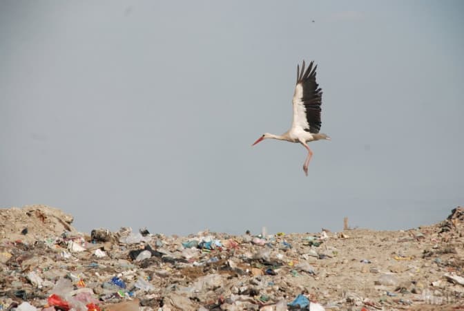 фото: ecology.unian.ua