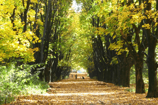 Фото: Vgorode.ua