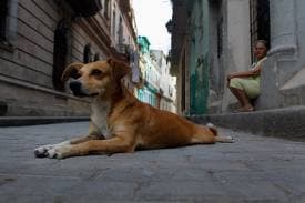 Щоб повернути з ЛКП відловлену собаку, господарі платитимуть за її утримання