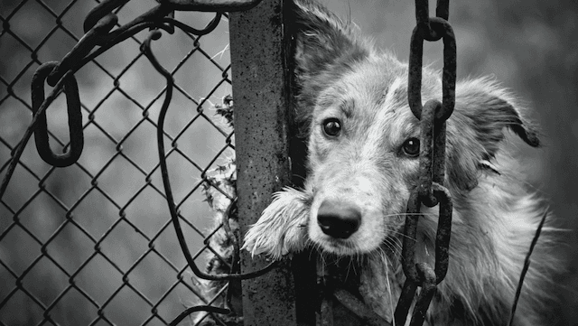 На Львівщині чоловік у Святвечір прив'язав до авто собаку і тягнув його по дорозі