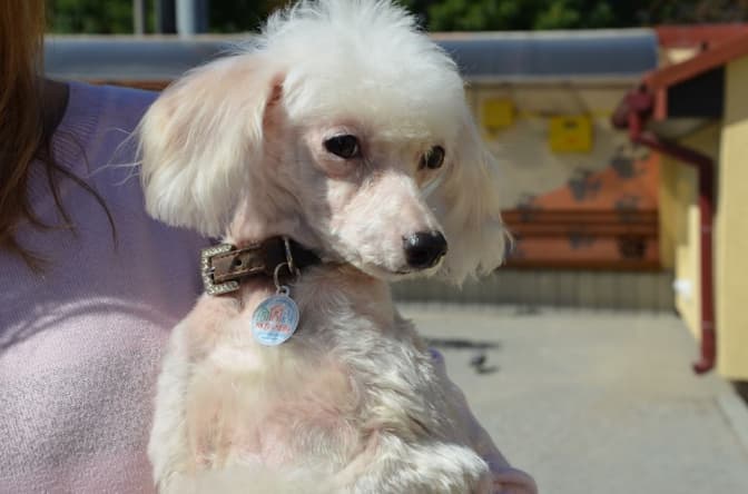 фото: ЛКП "Лев"