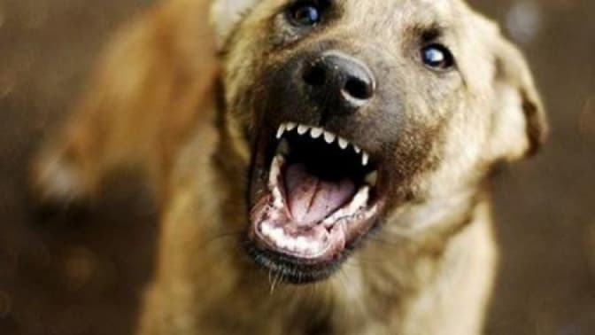 На Київщині запровадили карантин через сказ собаки