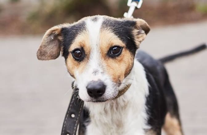 Фото: ЛКП "Лев"