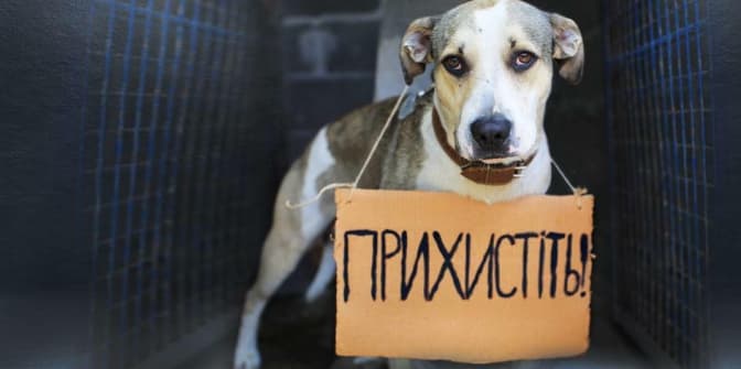 Чому варто завести собаку. 8 причин