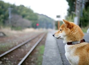 Притулок для тварин у Львові збудують в промисловій зоні Рясне-1