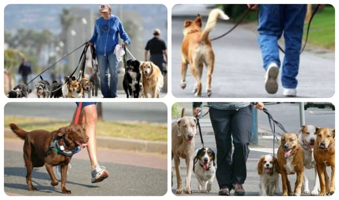 Львів’яни створять майданчик для вигулу собак. Як долучитися