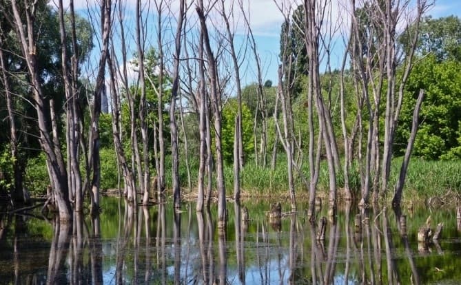 На Солом'янці облаштують заказник «Совська Пронька»
