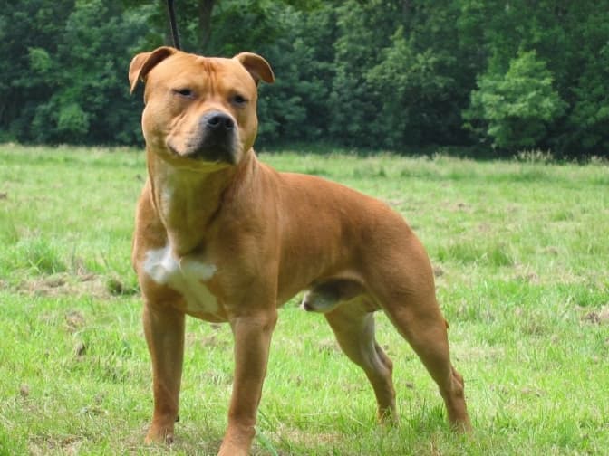 Фото: zviri.com.ua