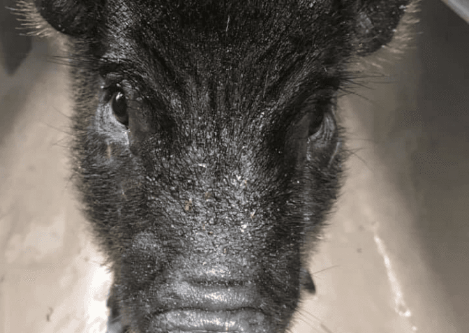 Фото: Домівка врятованих тварин