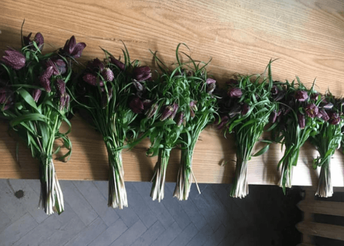 300 зникаючих квіток. У Львові затримали жінку за продаж диких тюльпанів