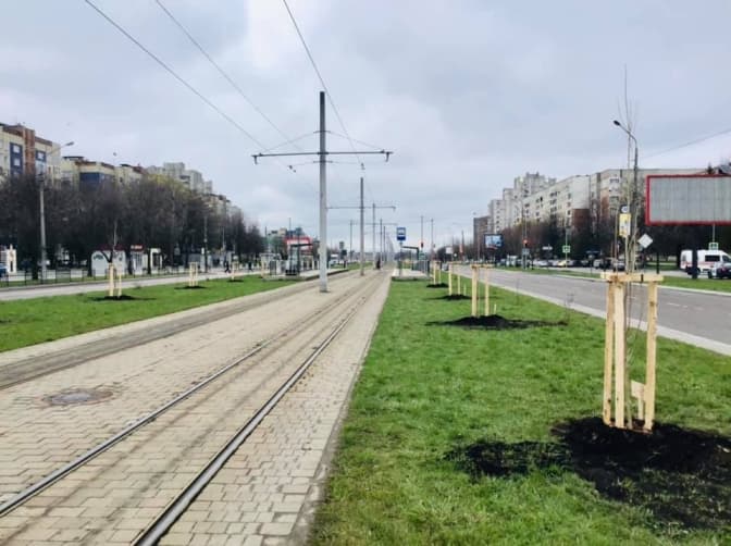 На Сихові висадили першу у місті алею італійських тополь. Фото