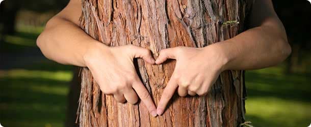 Львів’ян навчатимуть догляду за зеленими насадженнями