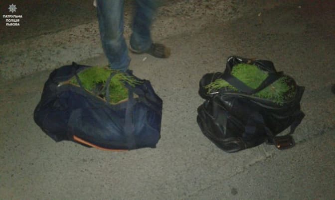 Поліція у Львові затримала двох осіб, які ймовірно вкрали саджанці туй