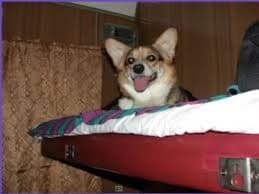 Львів'янам нагадують правила перевезення тварин та багажу у поїздах