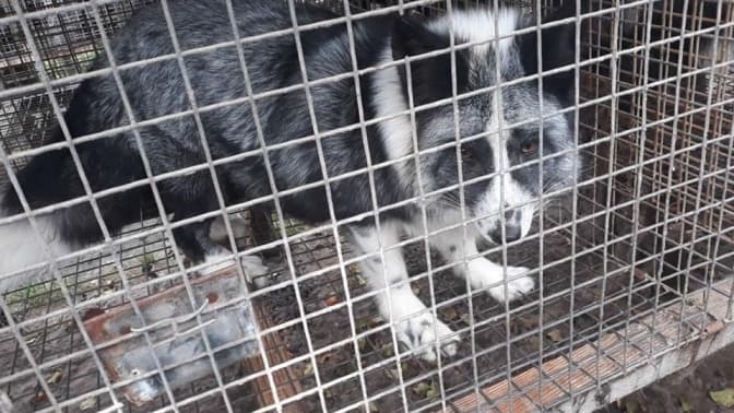 Фото: Домівка врятованих тварин