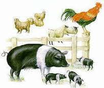 В Україні реєструватимуть сільськогосподарських тварин