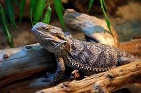 Львів'янам покажуть екзотичних тварин