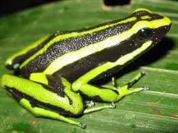 Львів'янам покажуть екзотичних тераріумних тварин