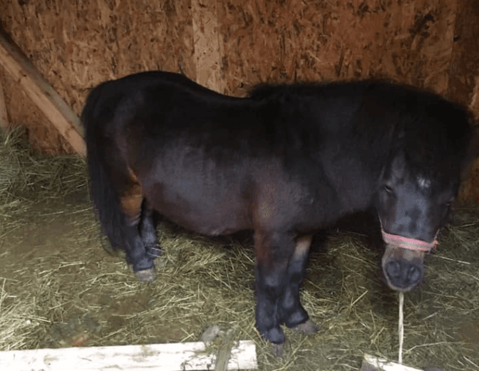 Фото: Орест Залипський