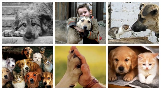 Сьогодні День безпритульних тварин. 6 звірят, які шукають господаря у Львові