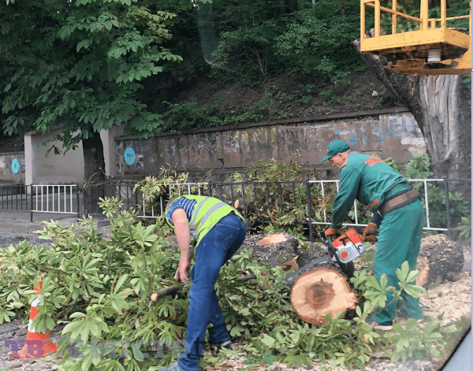 Де у Львові зрізають аварійні дерева. Перелік адрес