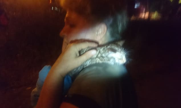 У Києві підірвали притулок для котів, багато тварин загинуло