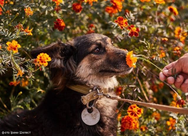 Чотирилапі вихованці ЛКП «Лев» шукають домівку. Фото